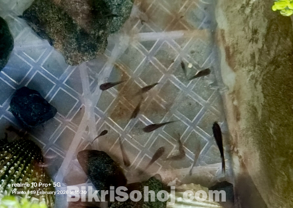 Aquarium fish black Moscow guppy